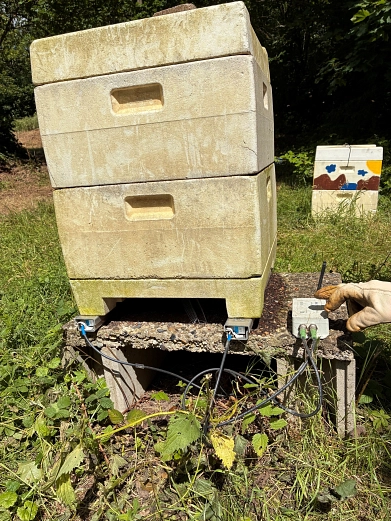 Bienenwaage_SWGenergy_20260611_08.jpg Bienenwaage_SWGenergy_20260611_08.jpg © Johannes-Kepler-Gymnasium